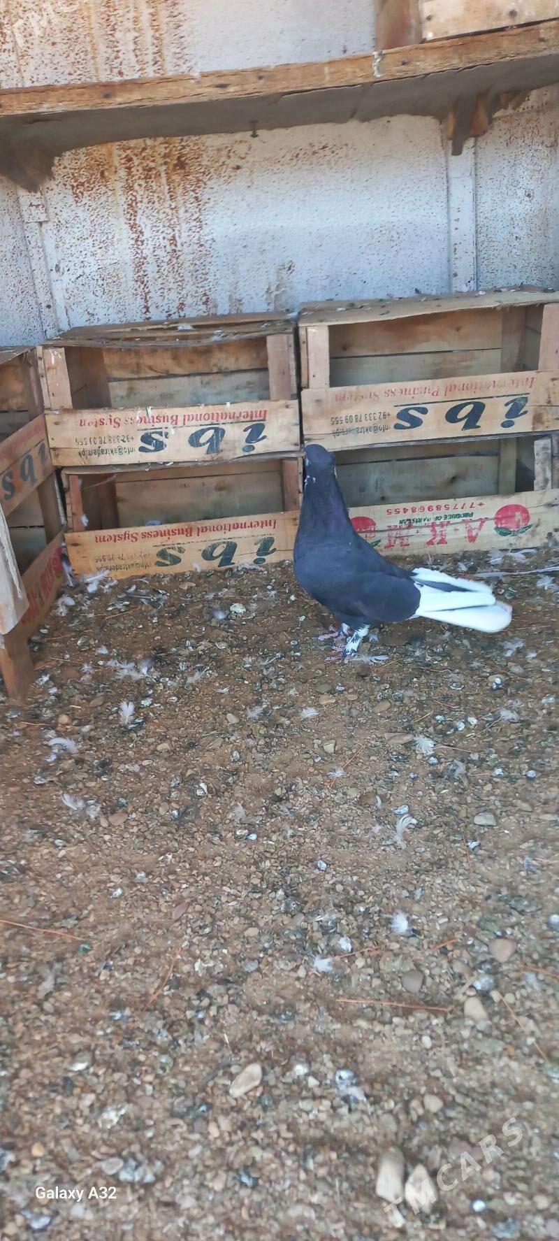 Kepderi - Balkanabat - img 1