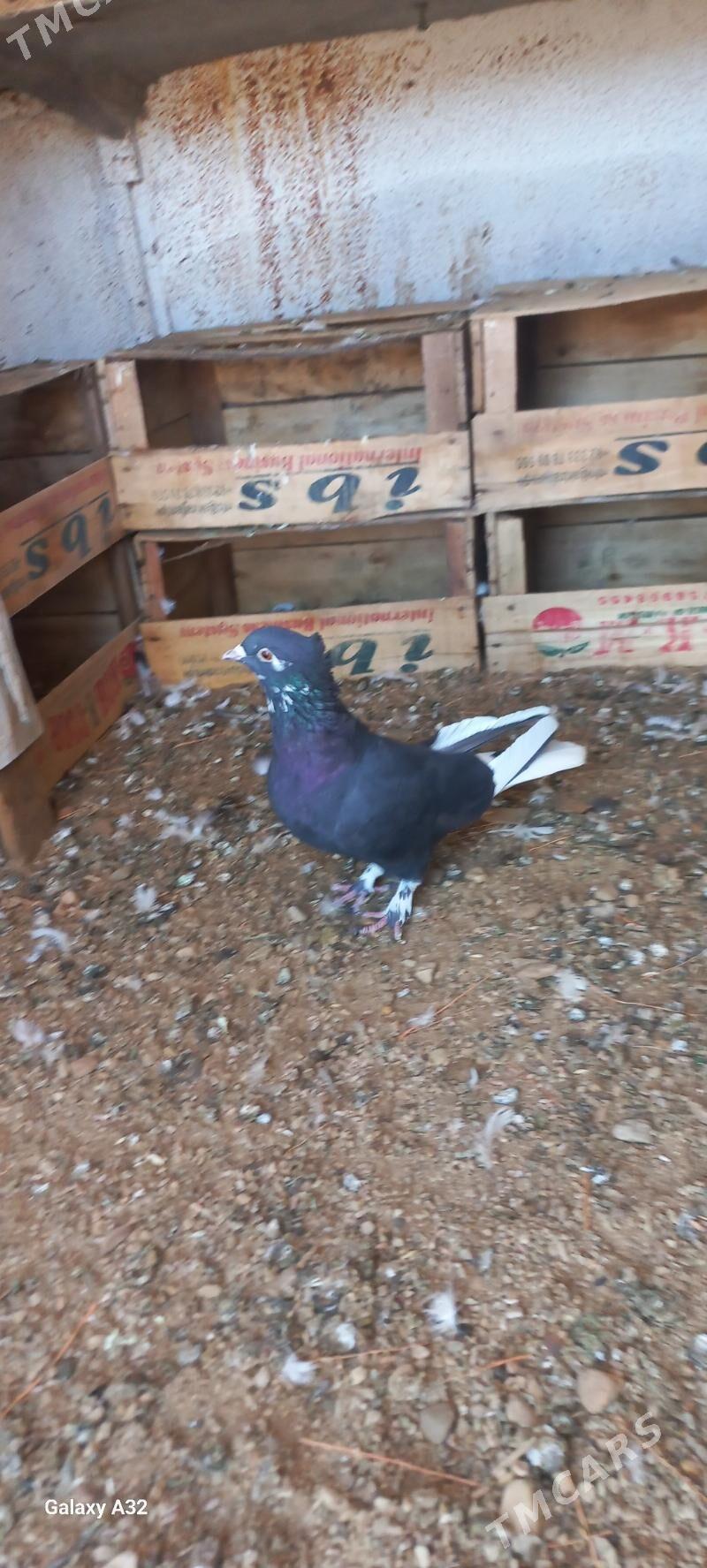 Kepderi - Balkanabat - img 2