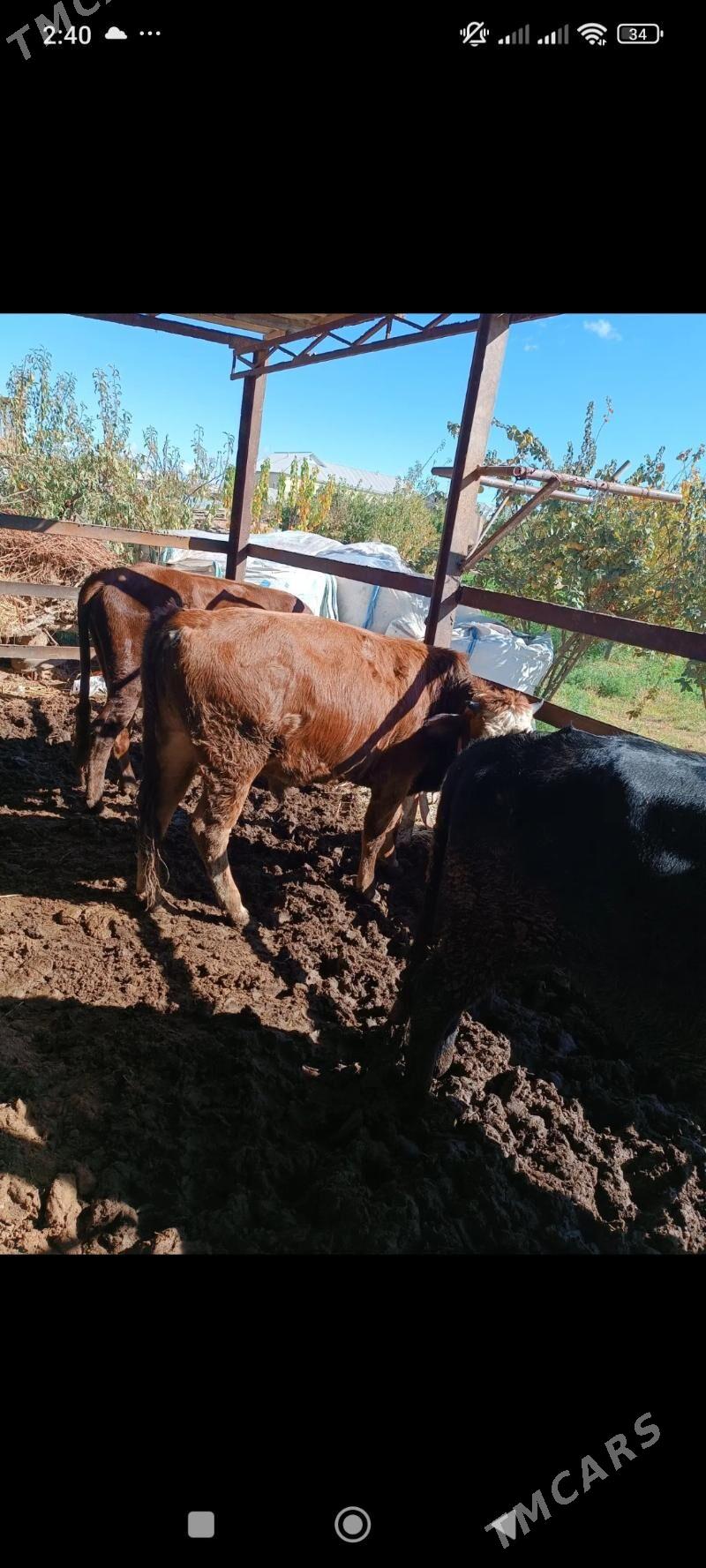 sygyrlar - Mary - img 4