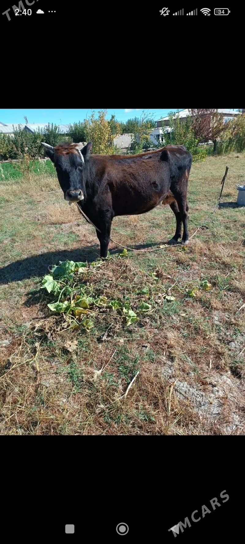 sygyrlar - Mary - img 5