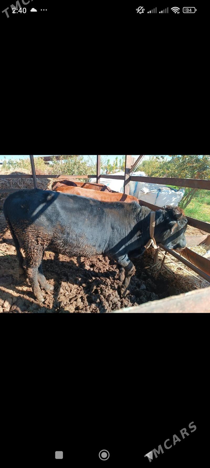 sygyrlar - Mary - img 2