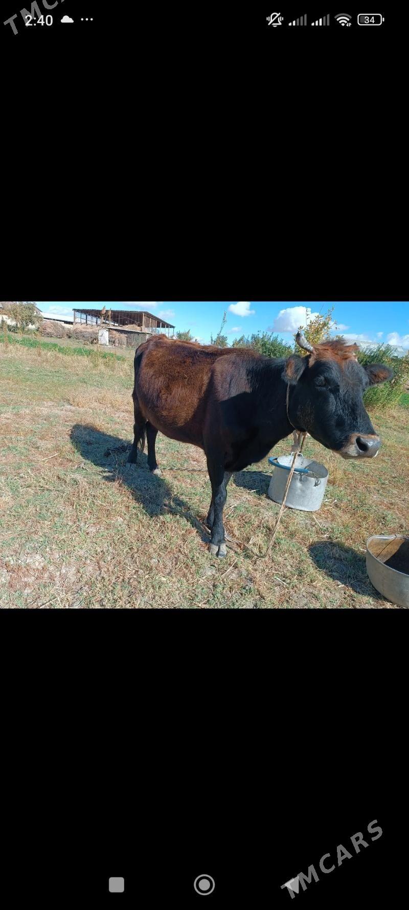 sygyrlar - Mary - img 6