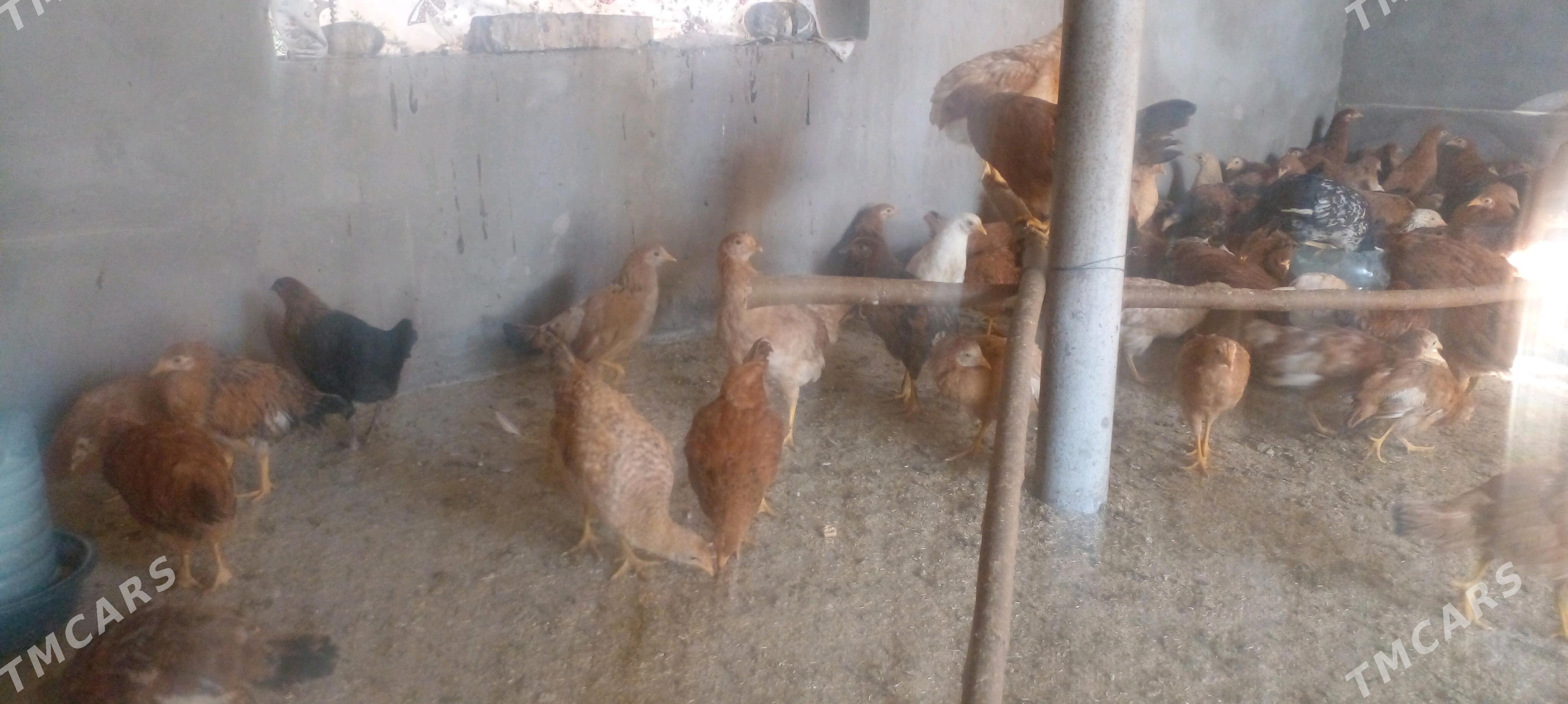 jüje - Теджен - img 3