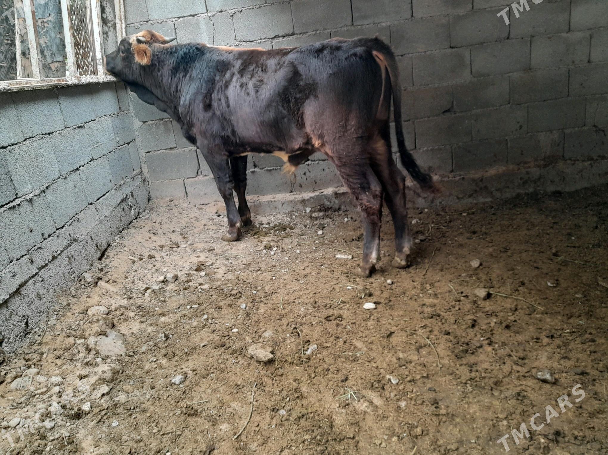 öküzçe - Чоганлы - img 2