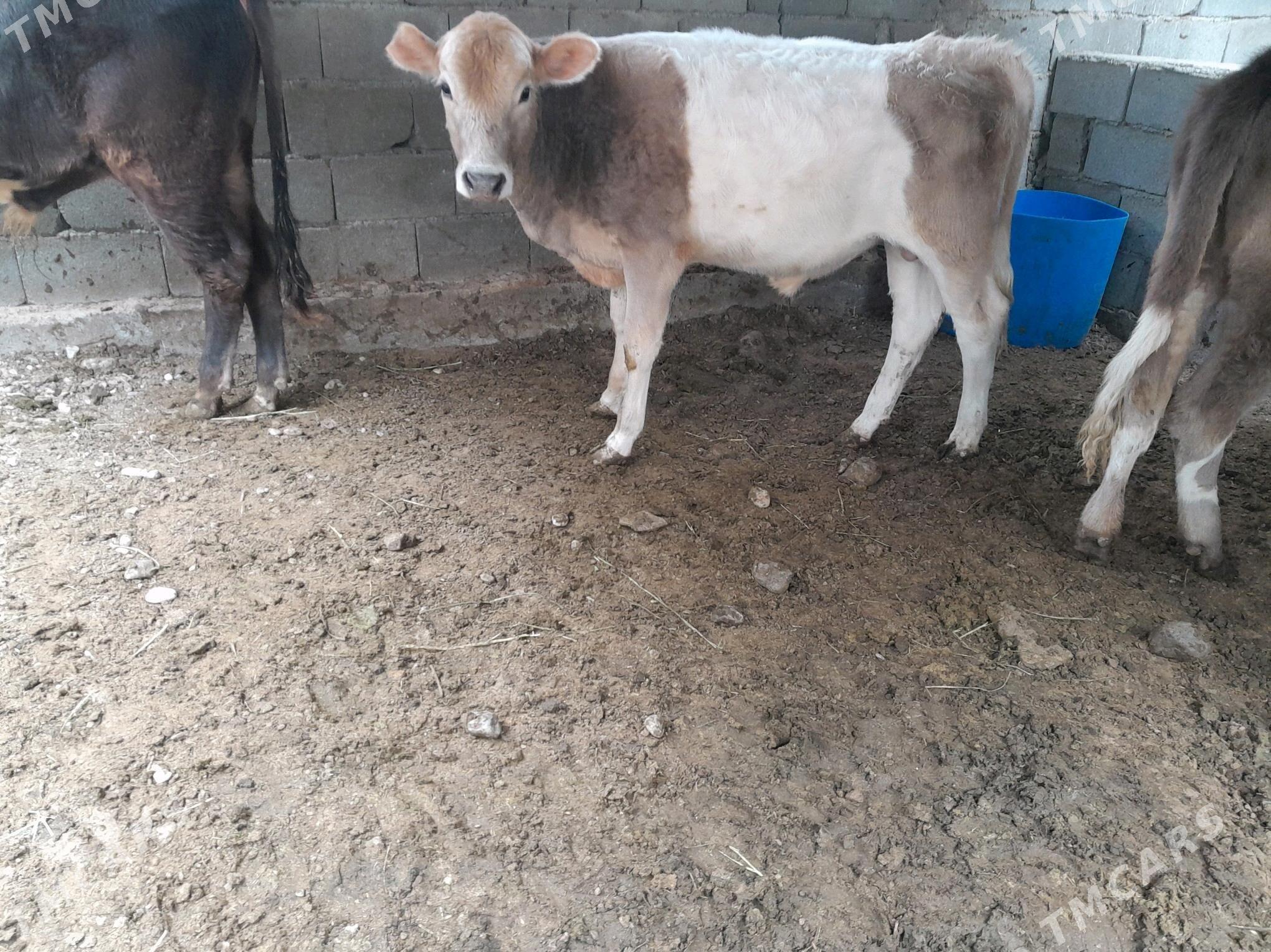 öküzçe - Чоганлы - img 3