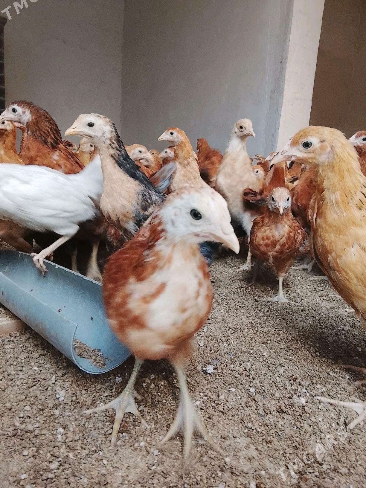 jüýje - Gökdepe - img 1