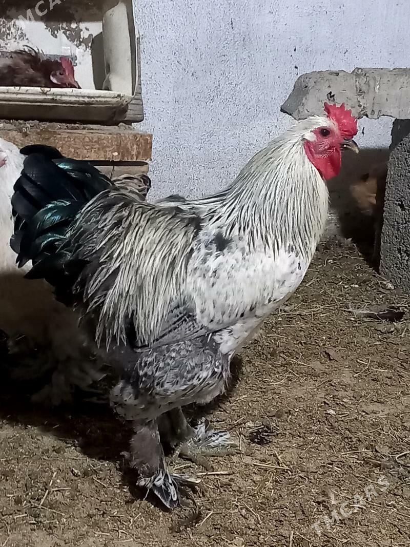 Towuk paroda - Gökdepe - img 1