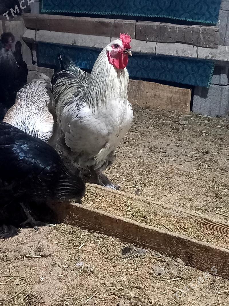 Towuk paroda - Gökdepe - img 3