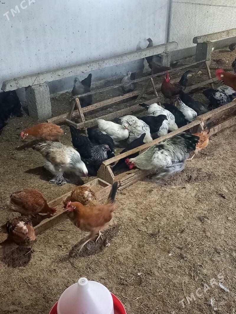 Towuk paroda - Gökdepe - img 8