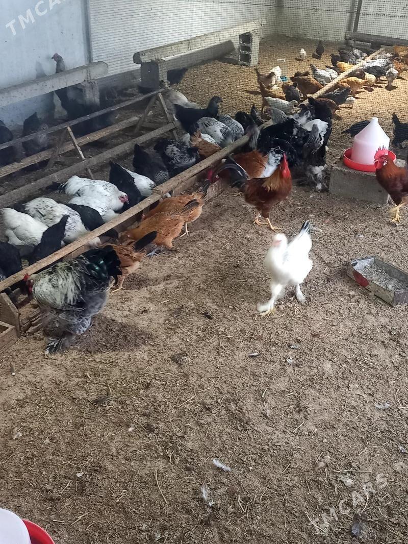 Towuk paroda - Gökdepe - img 7