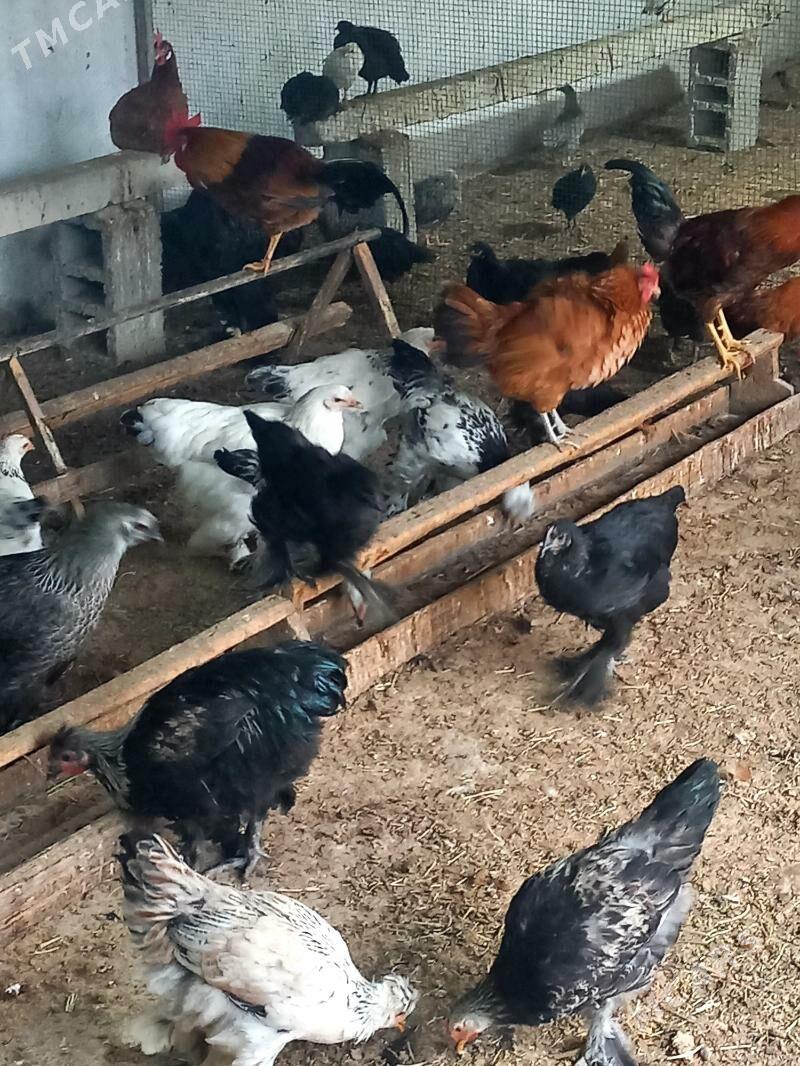 Towuk paroda - Gökdepe - img 6