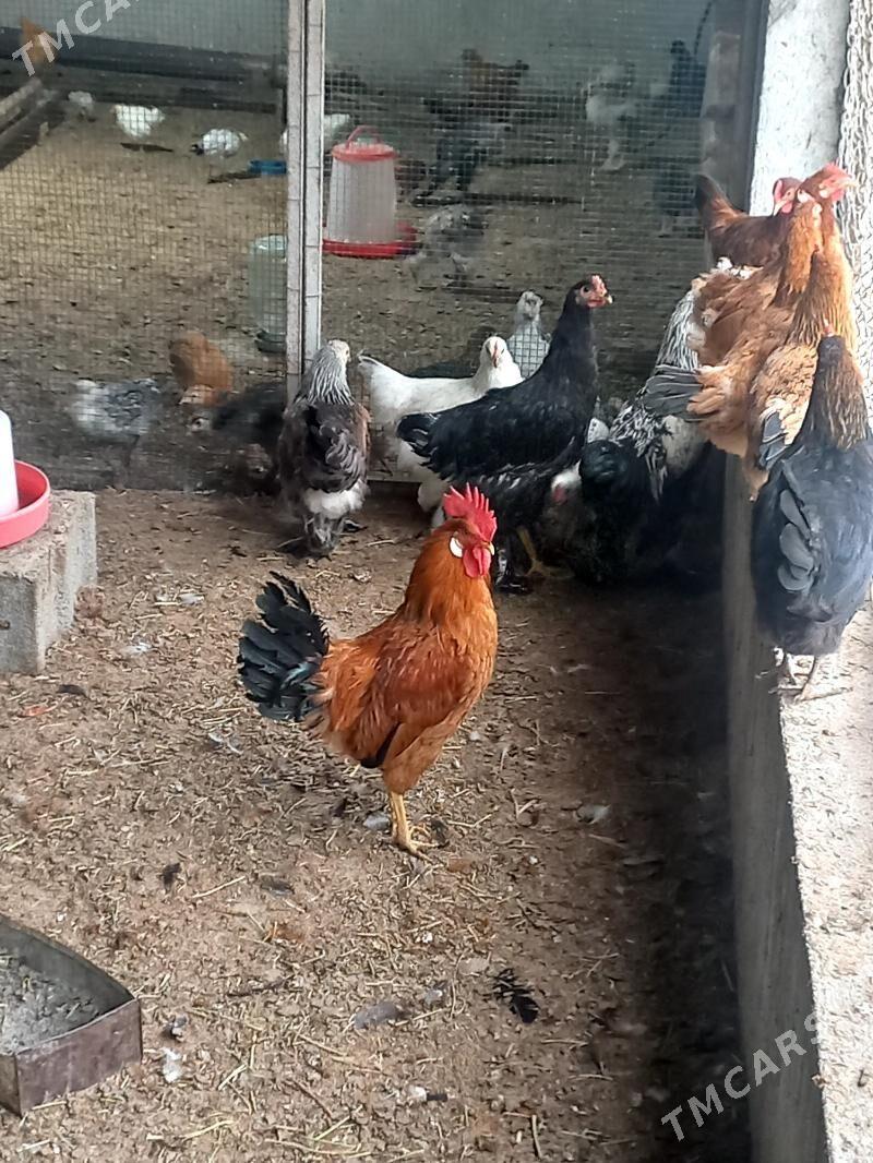 Towuk paroda - Gökdepe - img 5