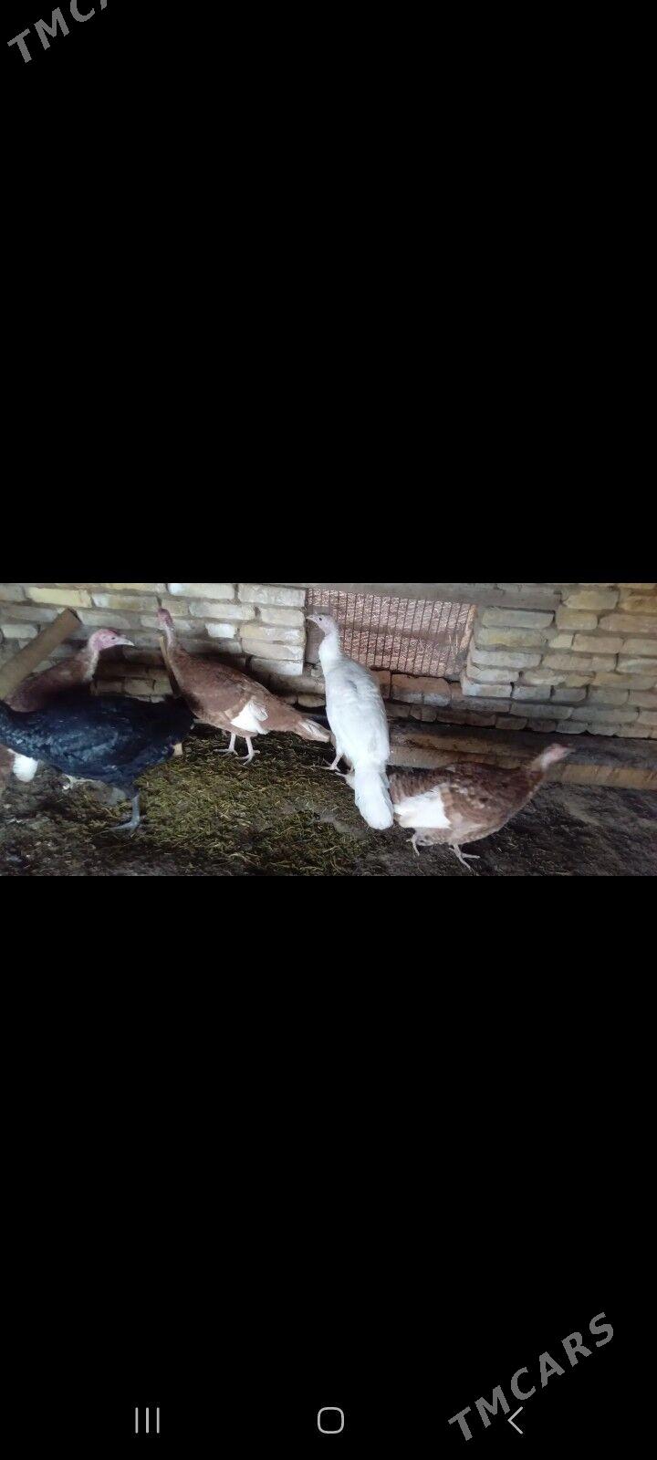 Induk - Mary - img 4