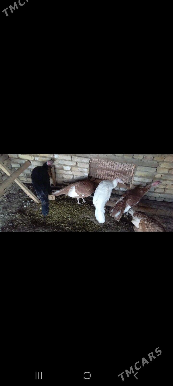 Induk - Mary - img 5