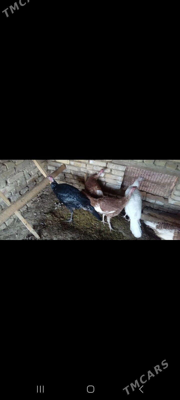 Induk - Mary - img 3