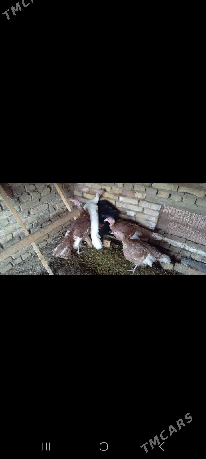 Induk - Mary - img 2