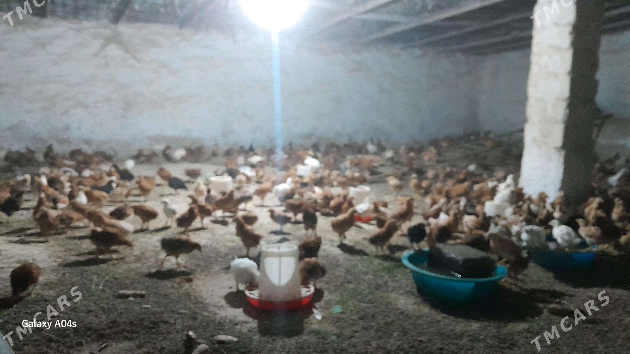 Jüýje - Бахарден - img 1