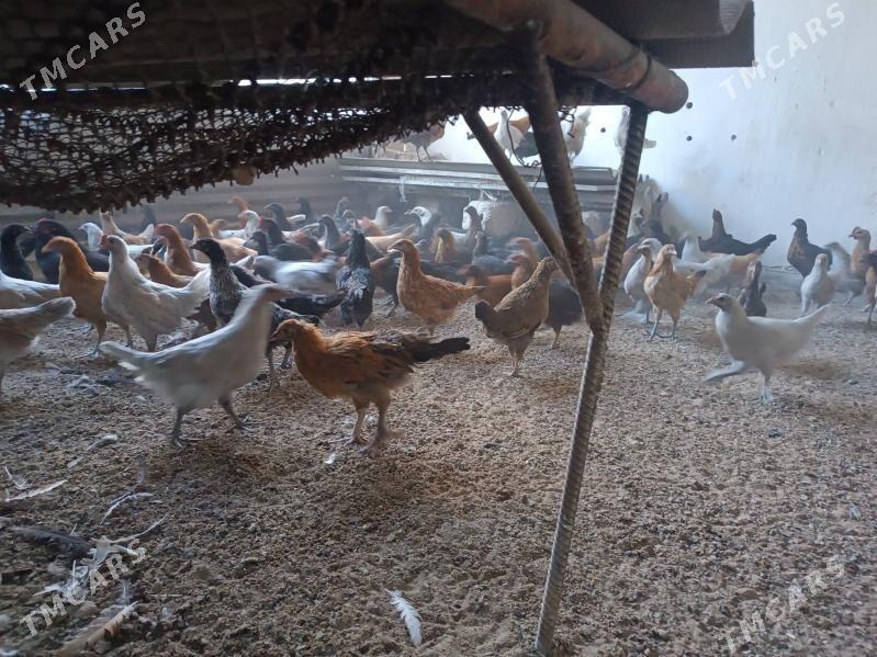 Towuk juyje - Мары - img 3