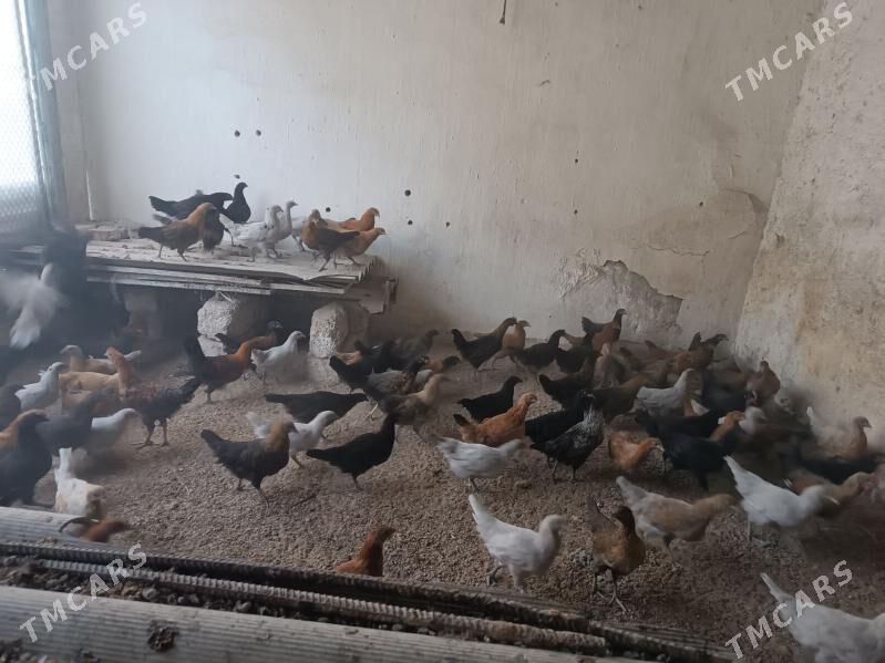 Towuk juyje - Мары - img 2