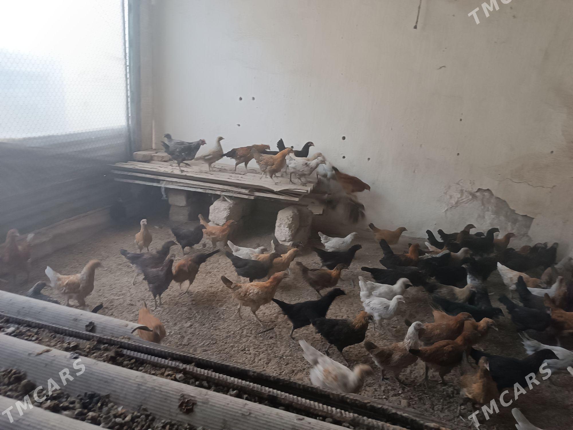 Towuk juyje - Mary - img 1