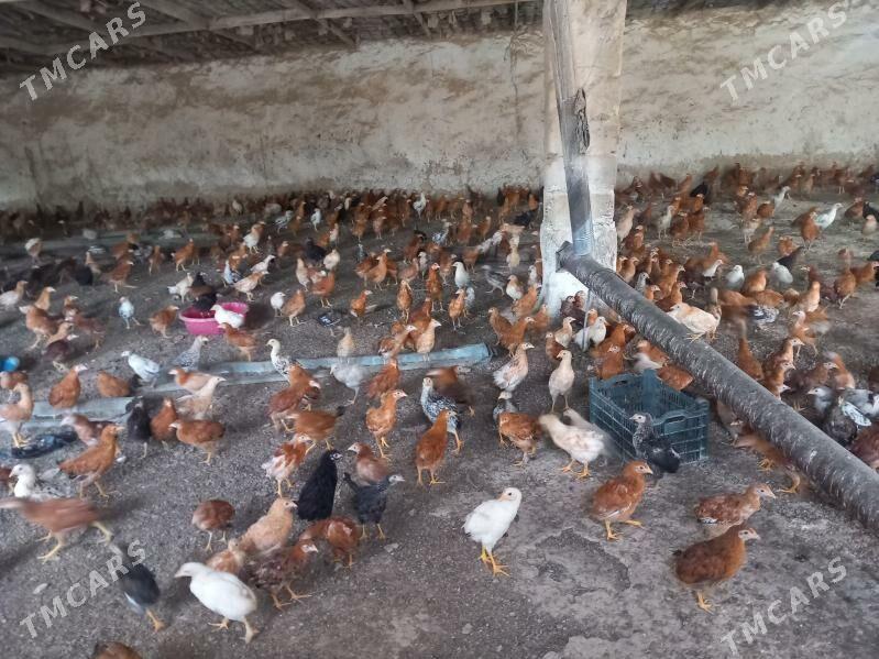 Jüýje - Бахарден - img 2