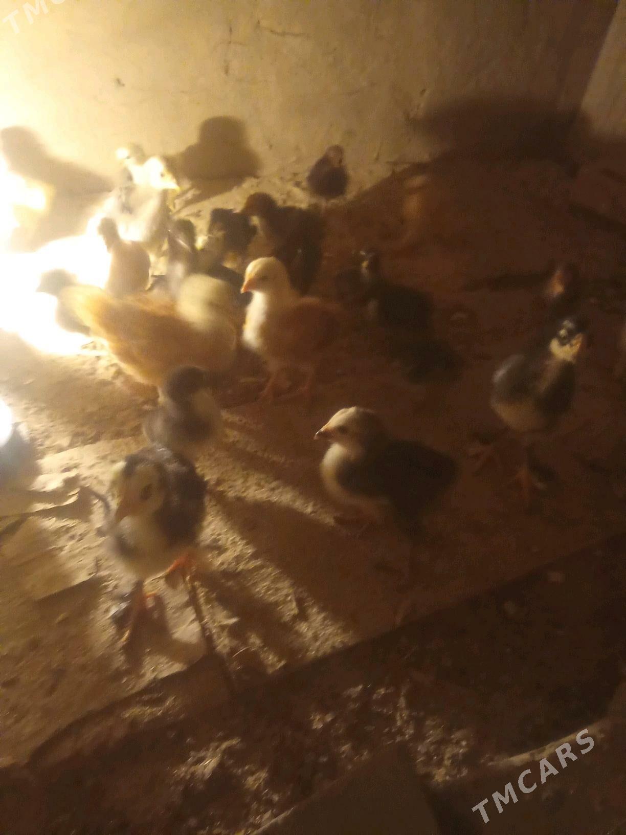 ayagy perli juje - Daşoguz - img 1