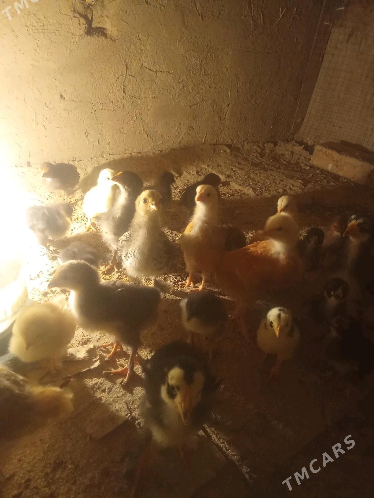 ayagy perli juje - Daşoguz - img 2