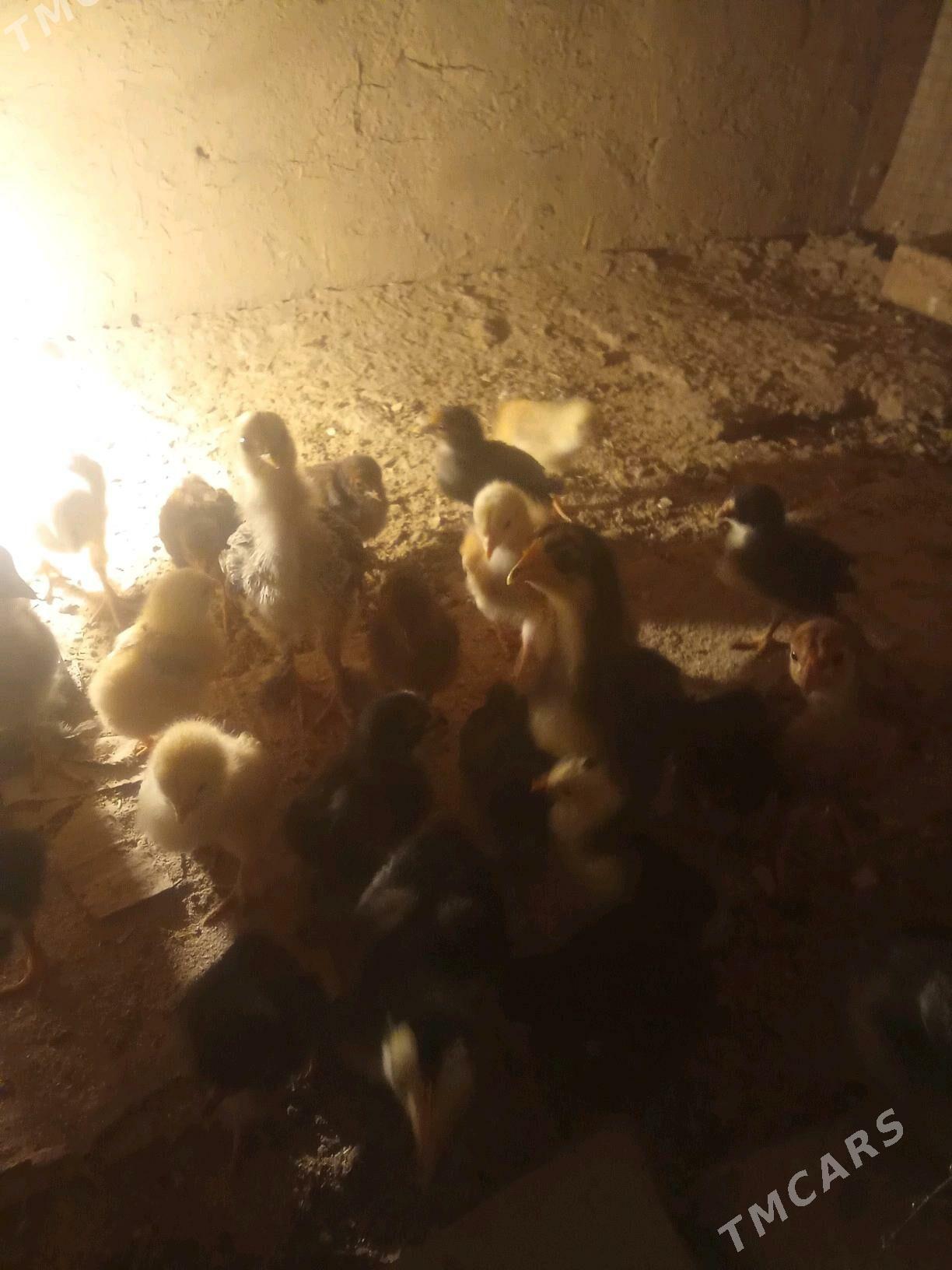 ayagy perli juje - Daşoguz - img 3