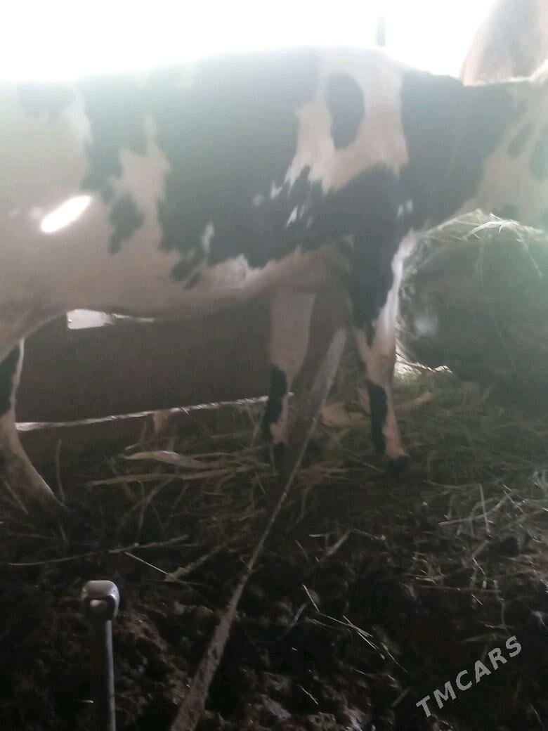 gulajyn - Каракумский этрап - img 4