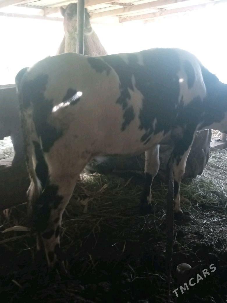 gulajyn - Каракумский этрап - img 3