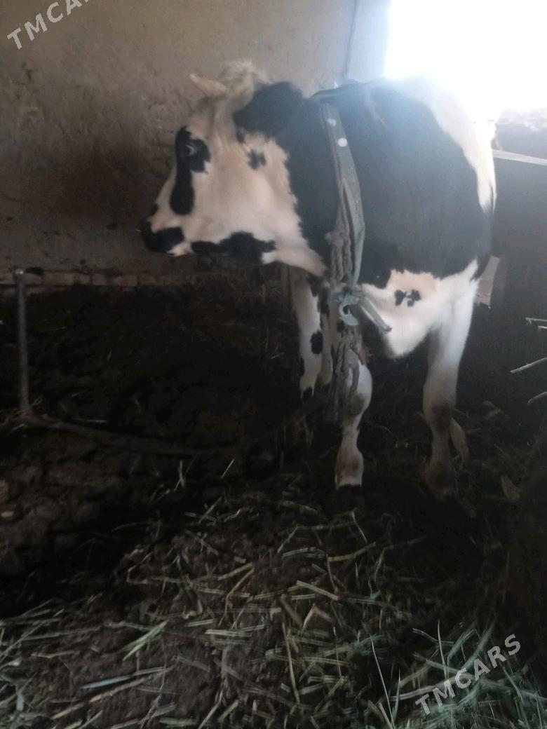 gulajyn - Каракумский этрап - img 2