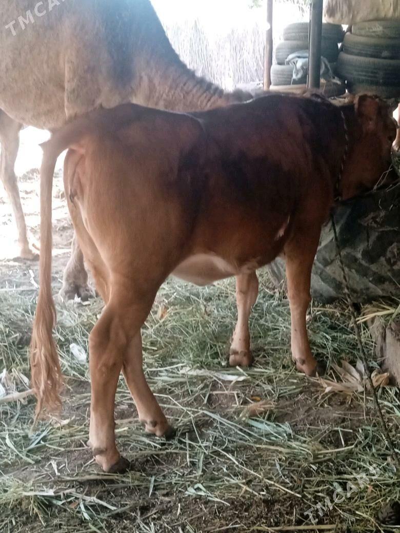 gulajyn - Garagum etraby - img 3