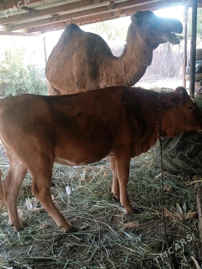 gulajyn - Garagum etraby - img 2