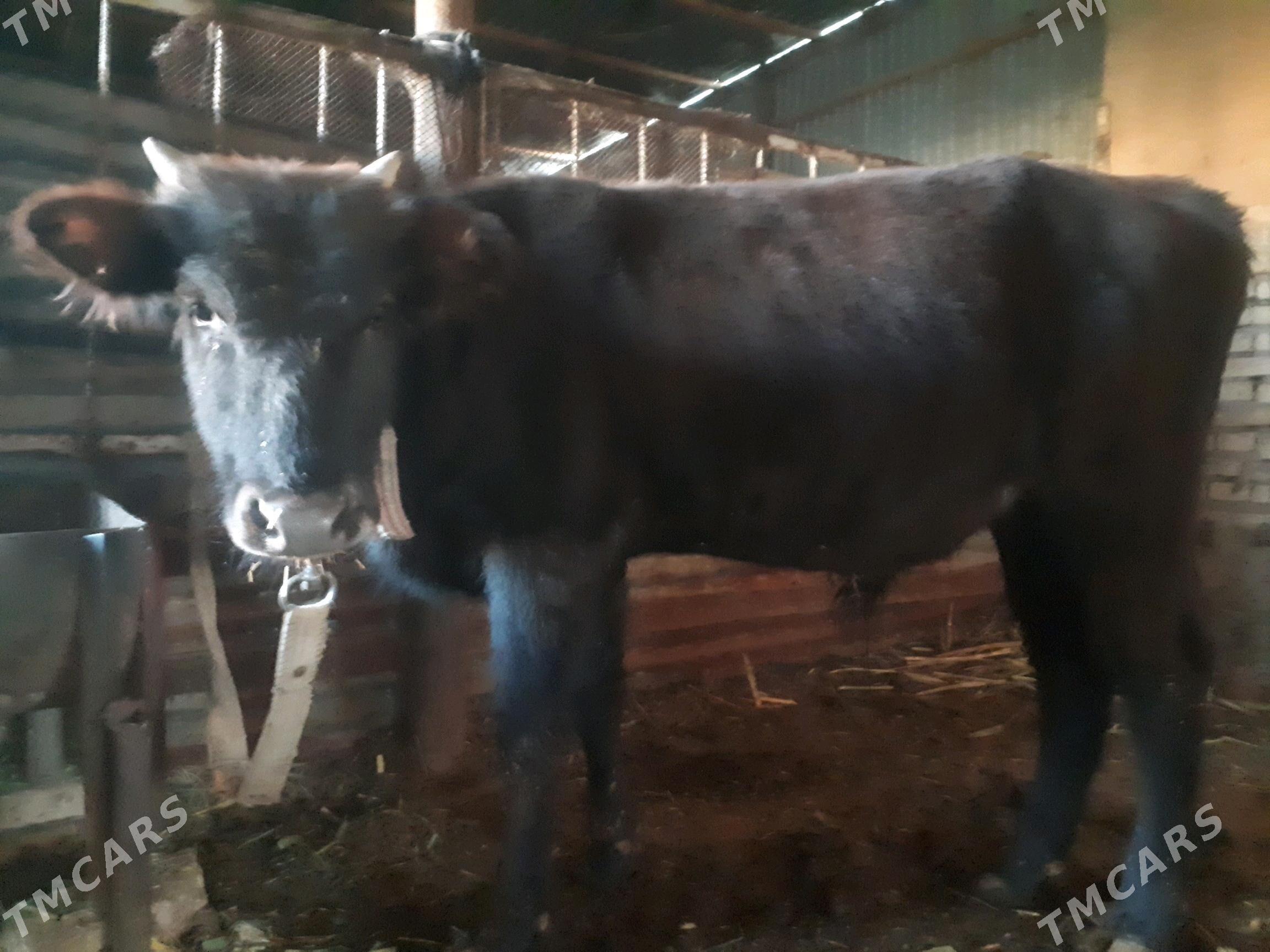 Okuz. - Wekilbazar - img 2