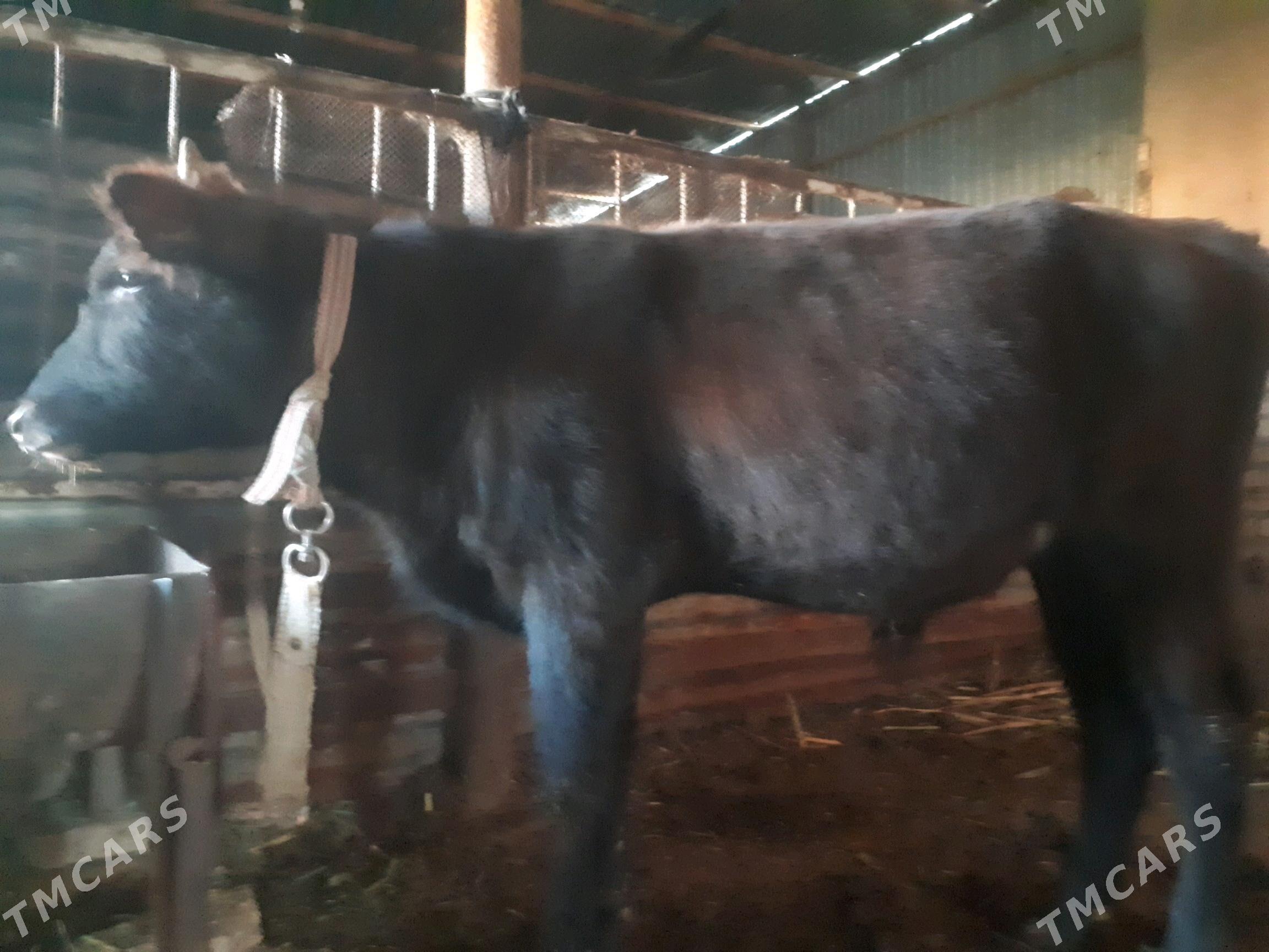 Okuz. - Wekilbazar - img 1