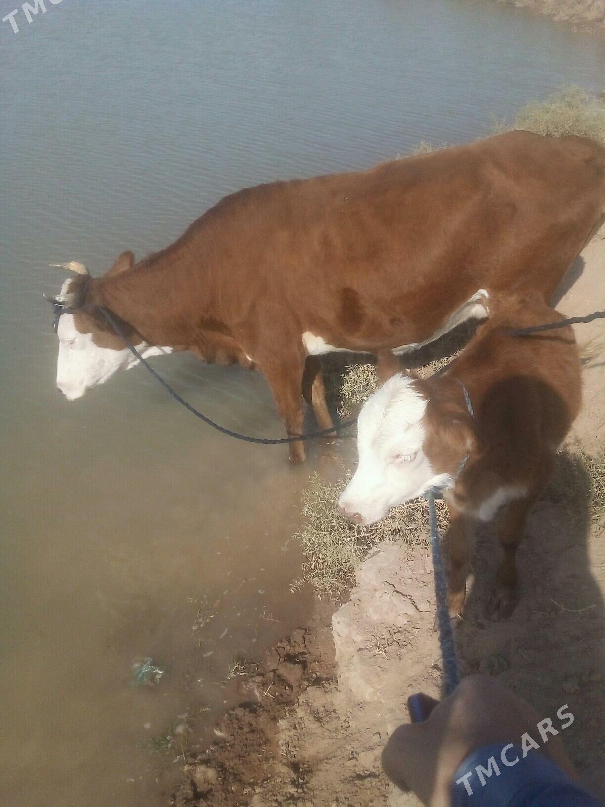 goleli sygyr - Tejen - img 2