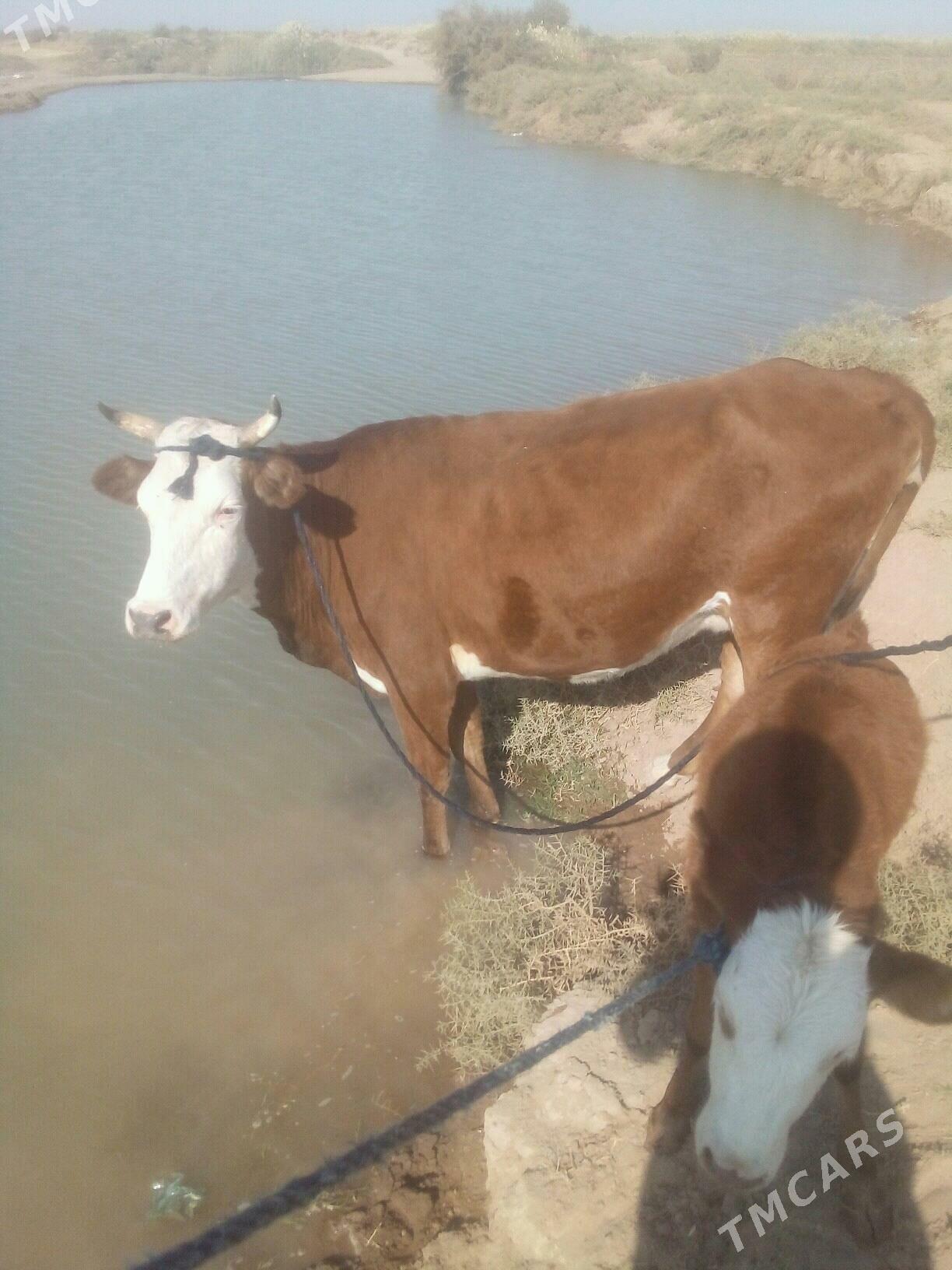 goleli sygyr - Tejen - img 3