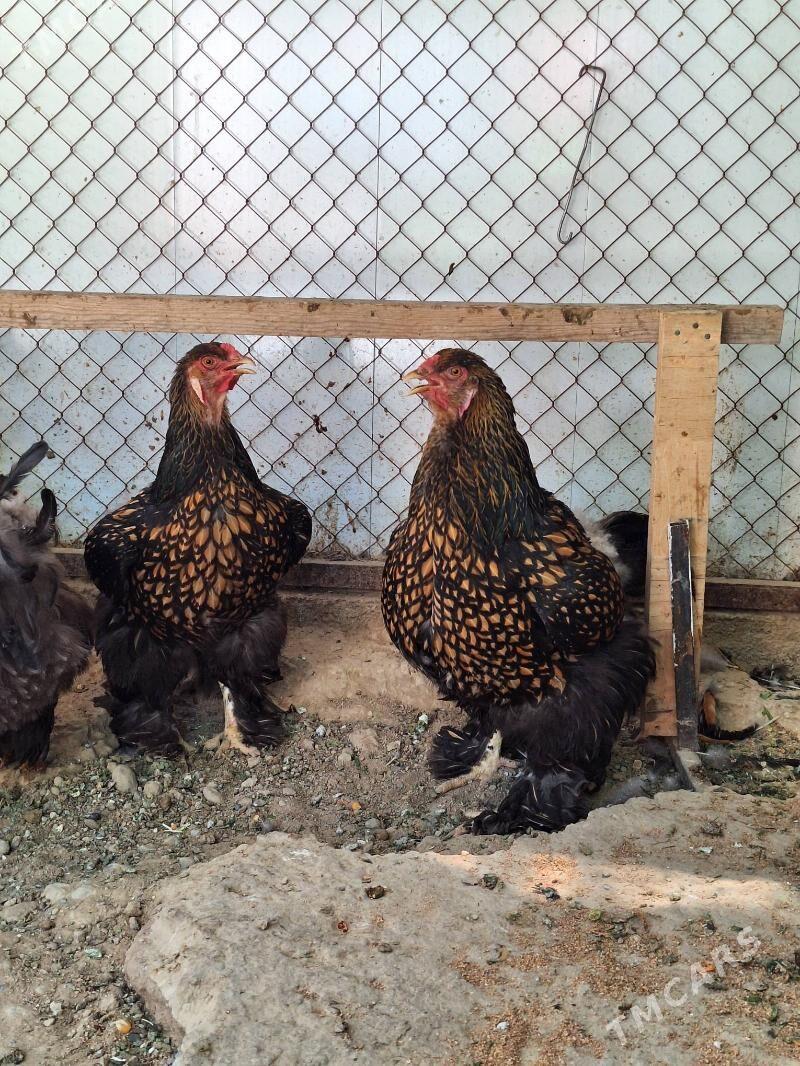 brama - Aşgabat - img 3