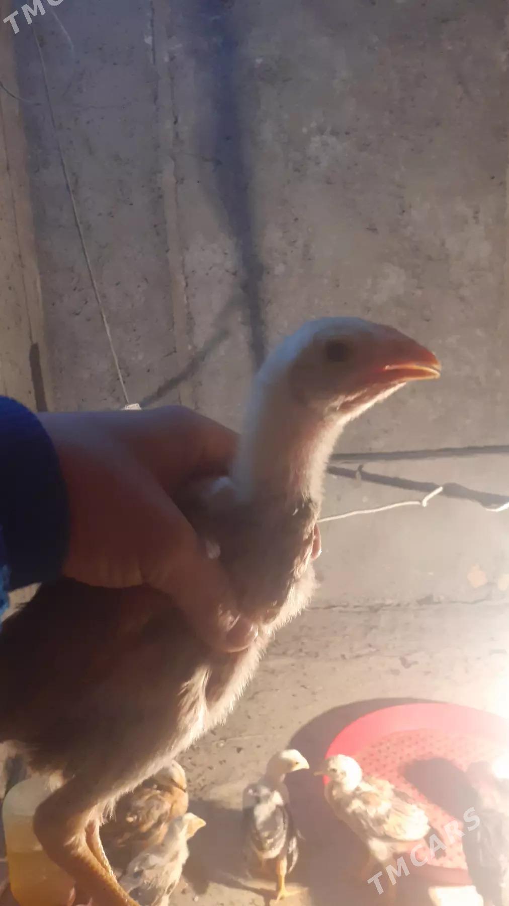 JÜJELER  - Туркменабат - img 2