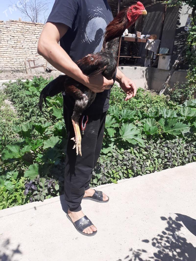 JÜJELER  - Туркменабат - img 4