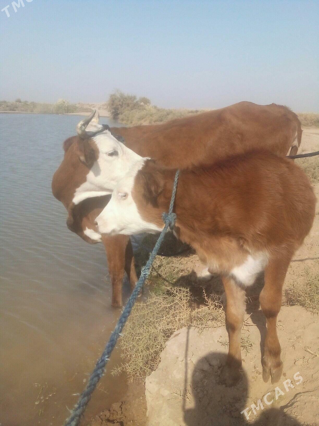 goleli sygyr - Tejen - img 4