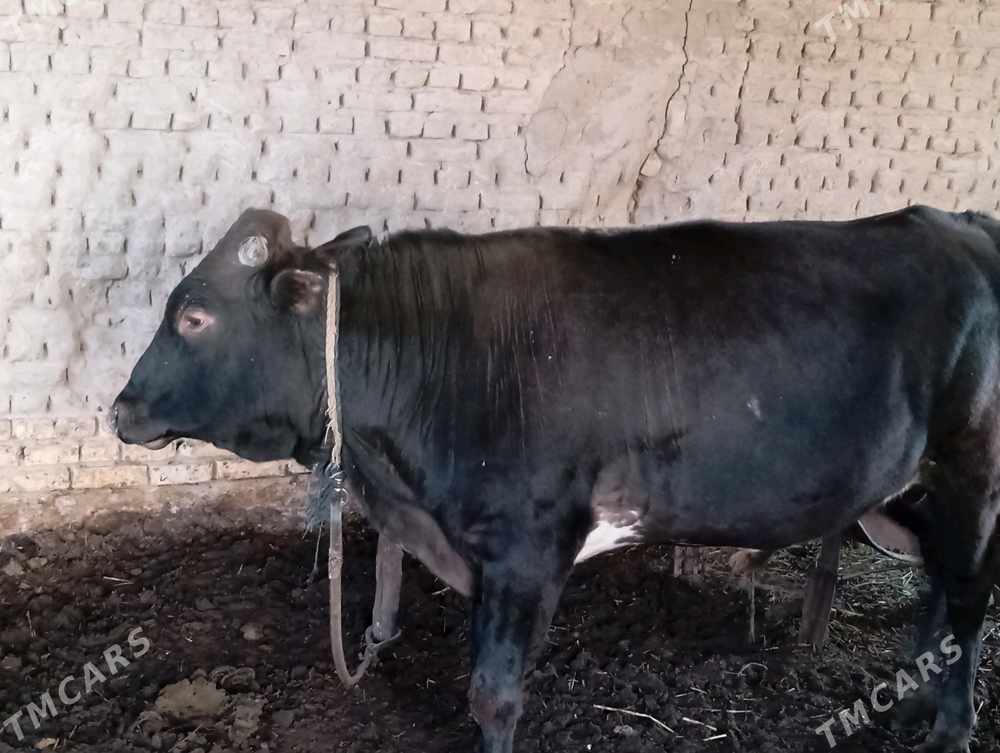 öküzçe - Мары - img 2