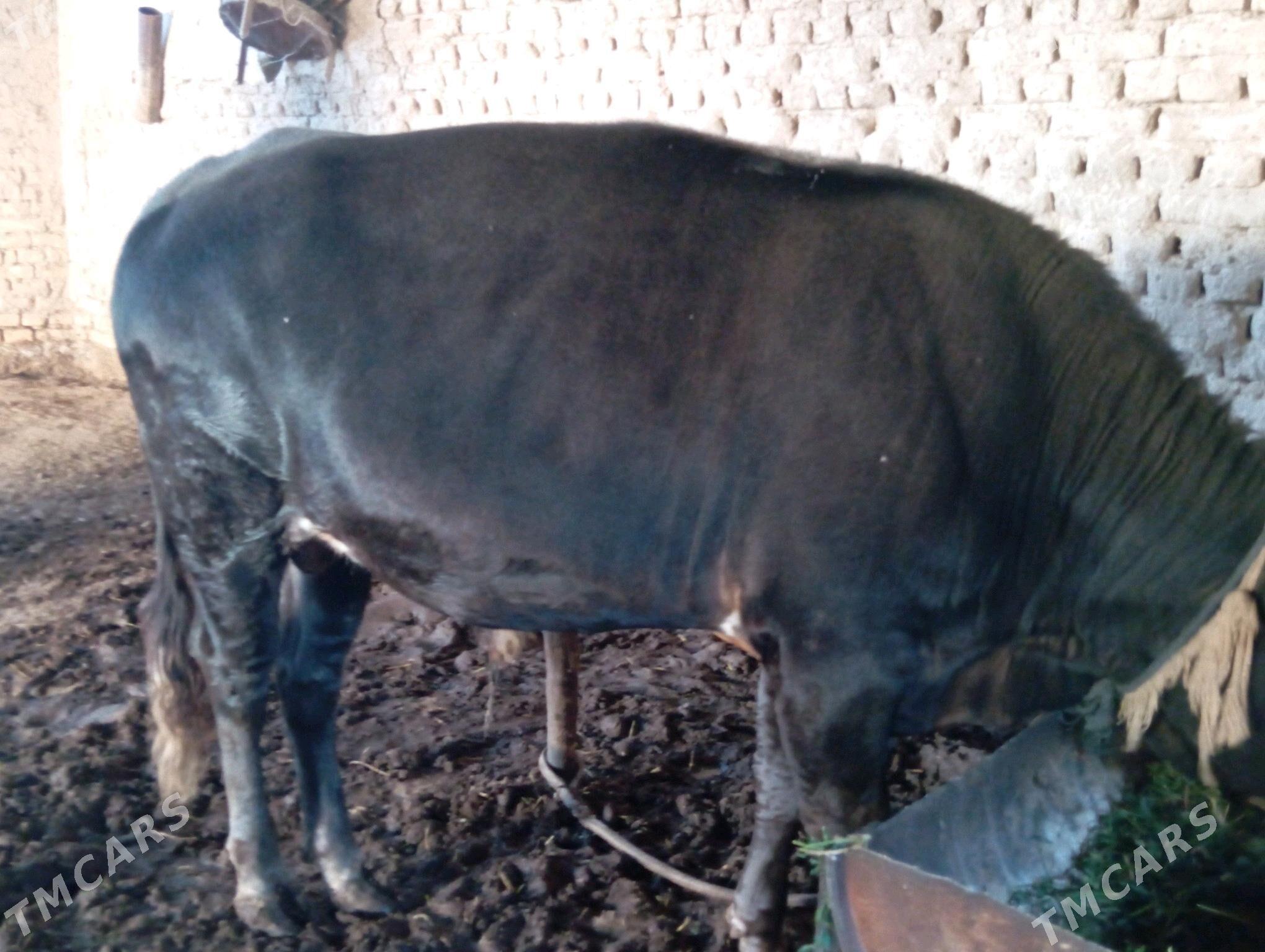 öküzçe - Мары - img 3