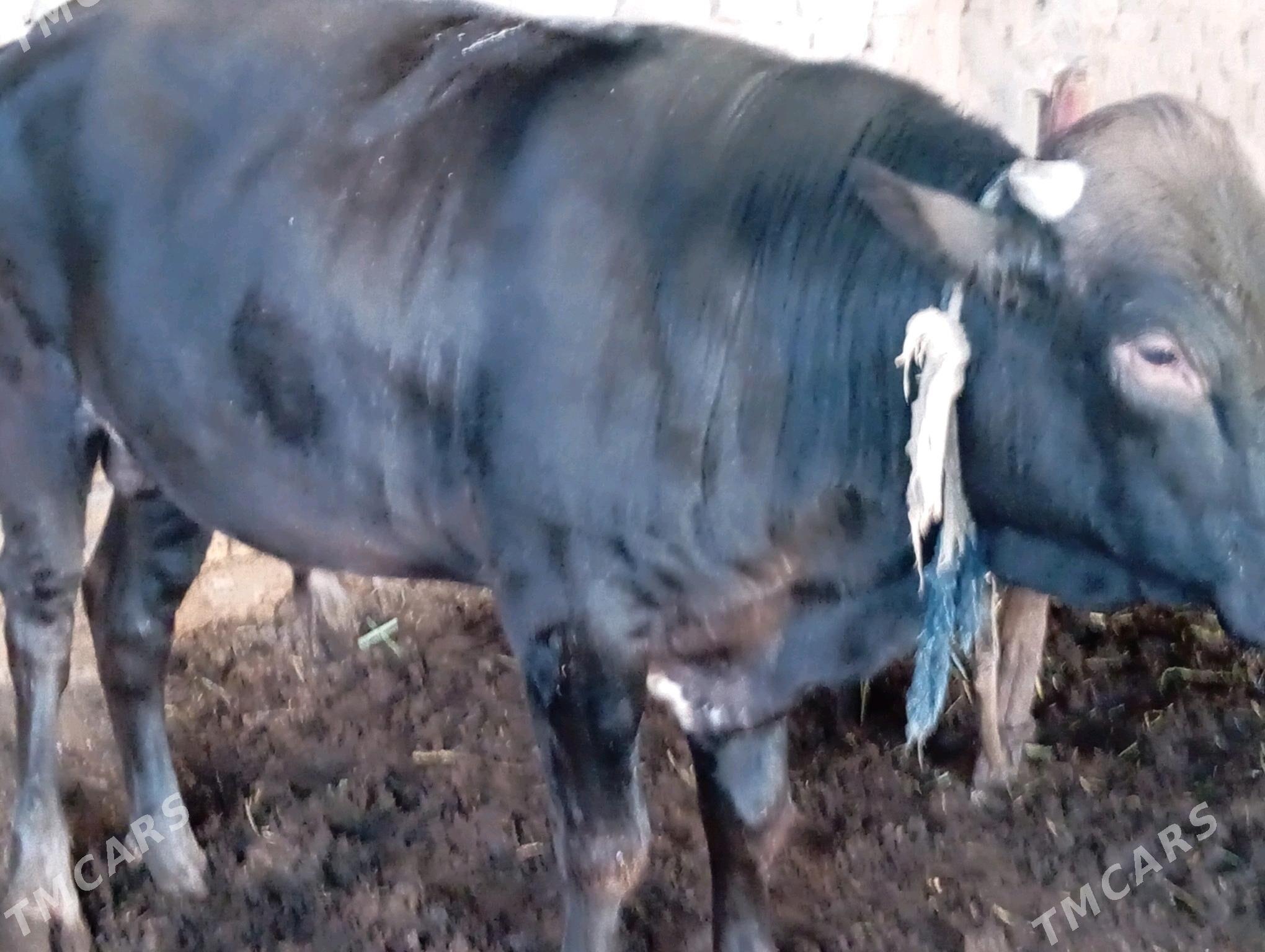 öküzçe - Мары - img 1