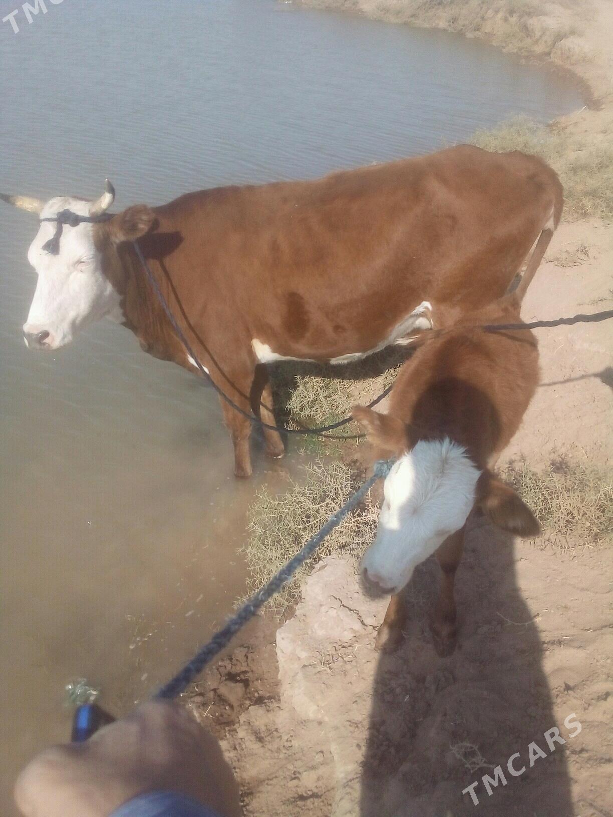 goleli sygyr - Tejen - img 5