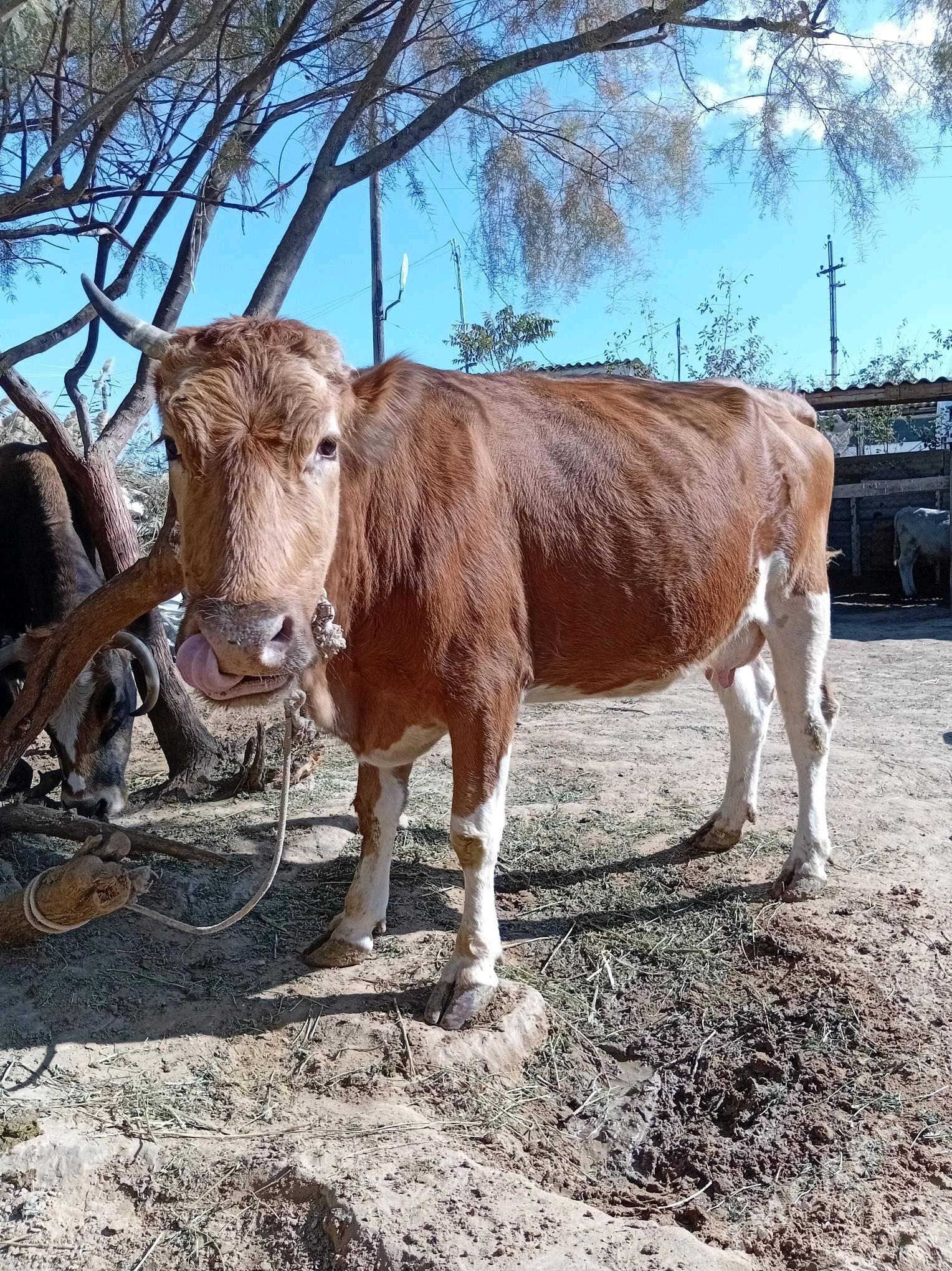 goleli sygyr - Änew - img 1