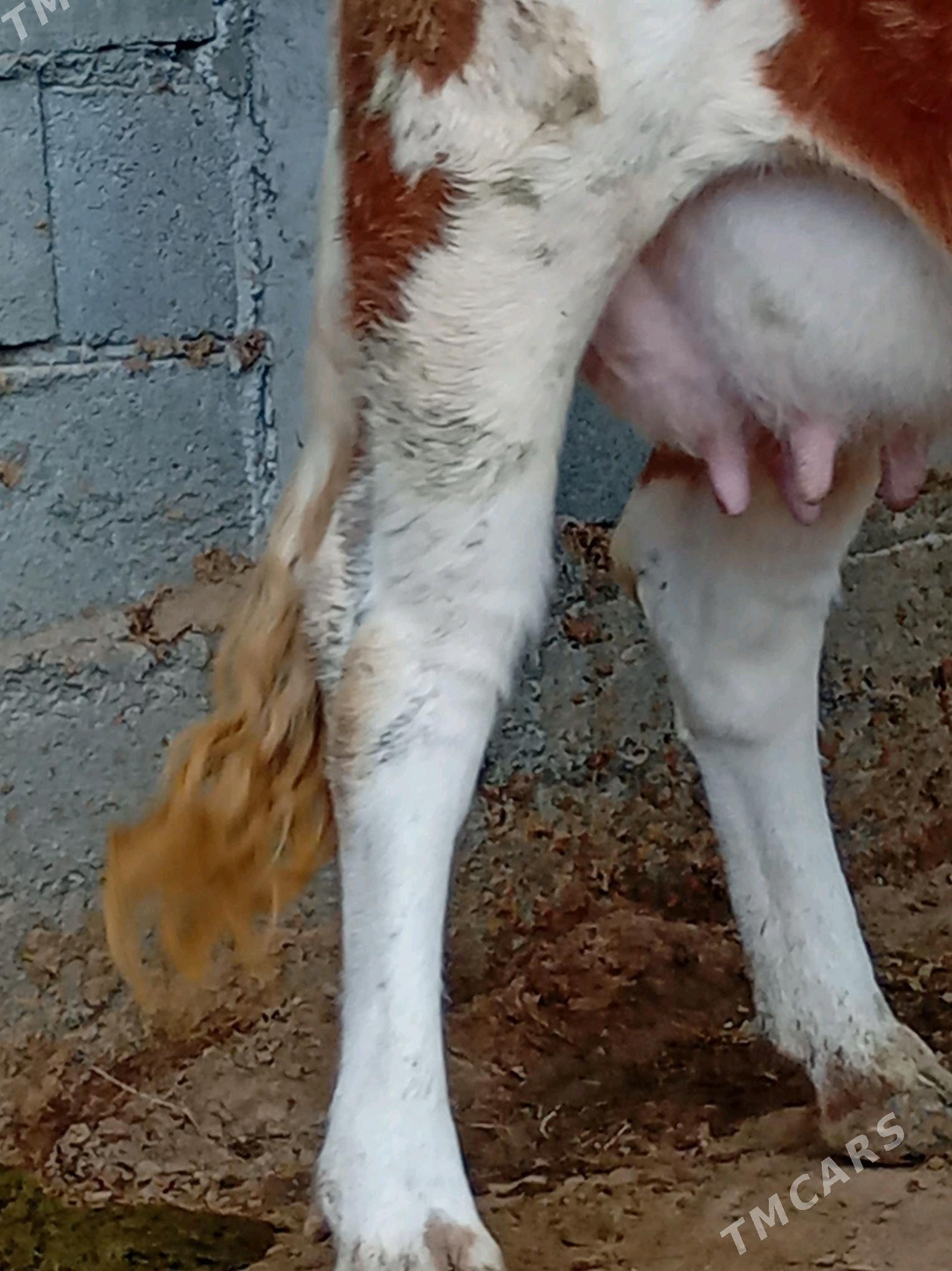 goleli sygyr - Änew - img 4