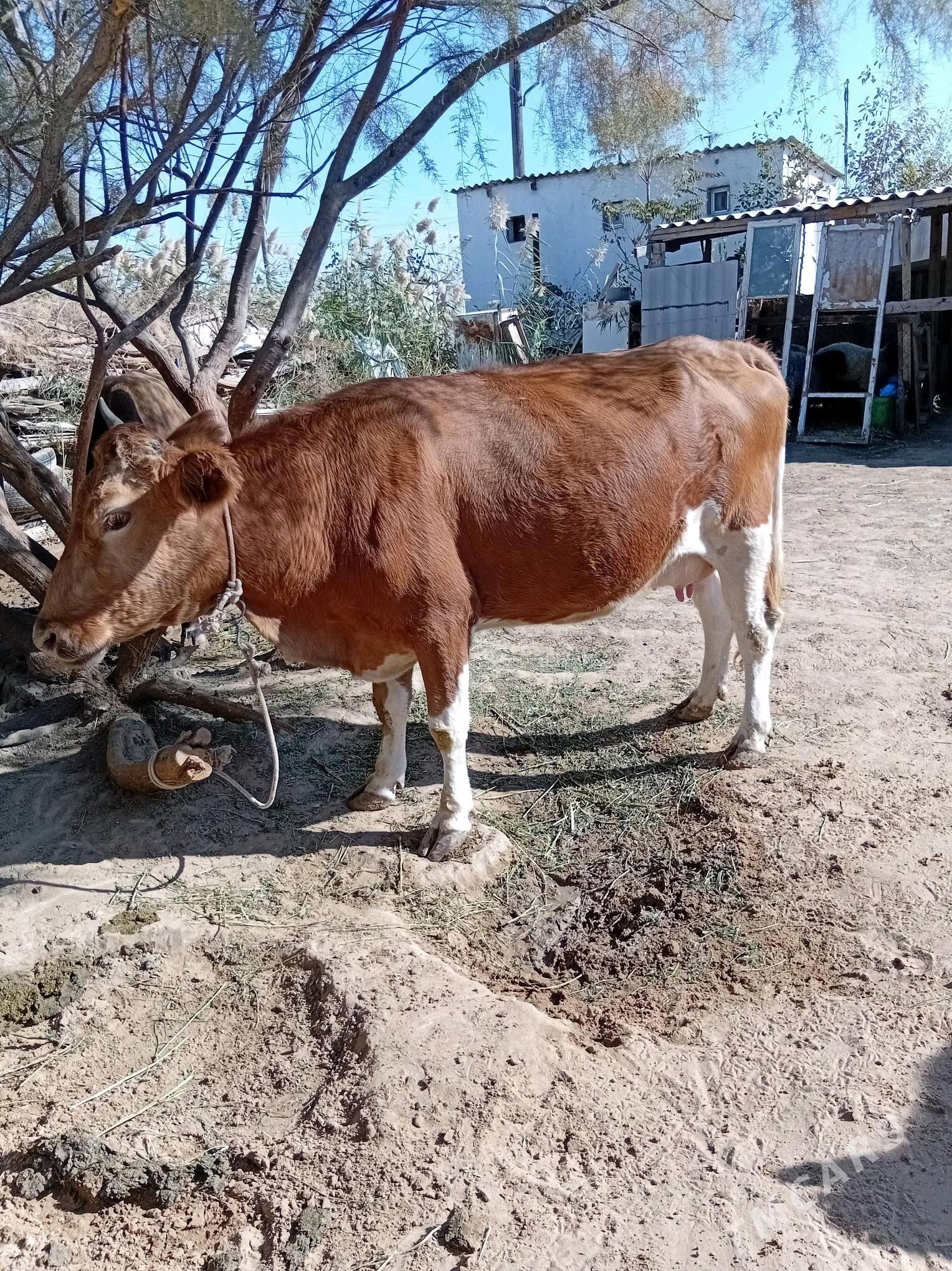 goleli sygyr - Änew - img 2