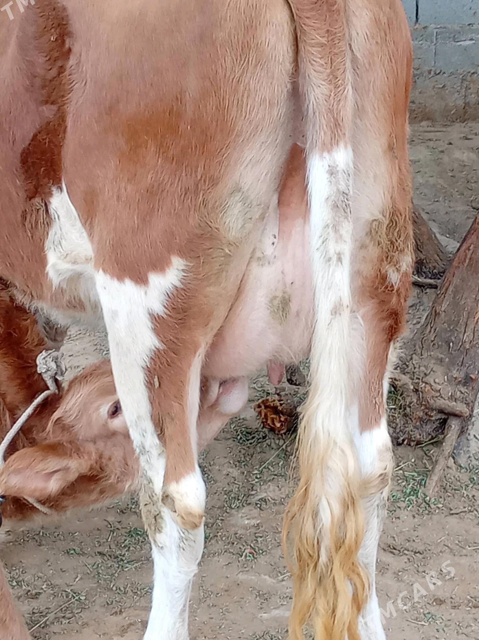 goleli sygyr - Änew - img 3