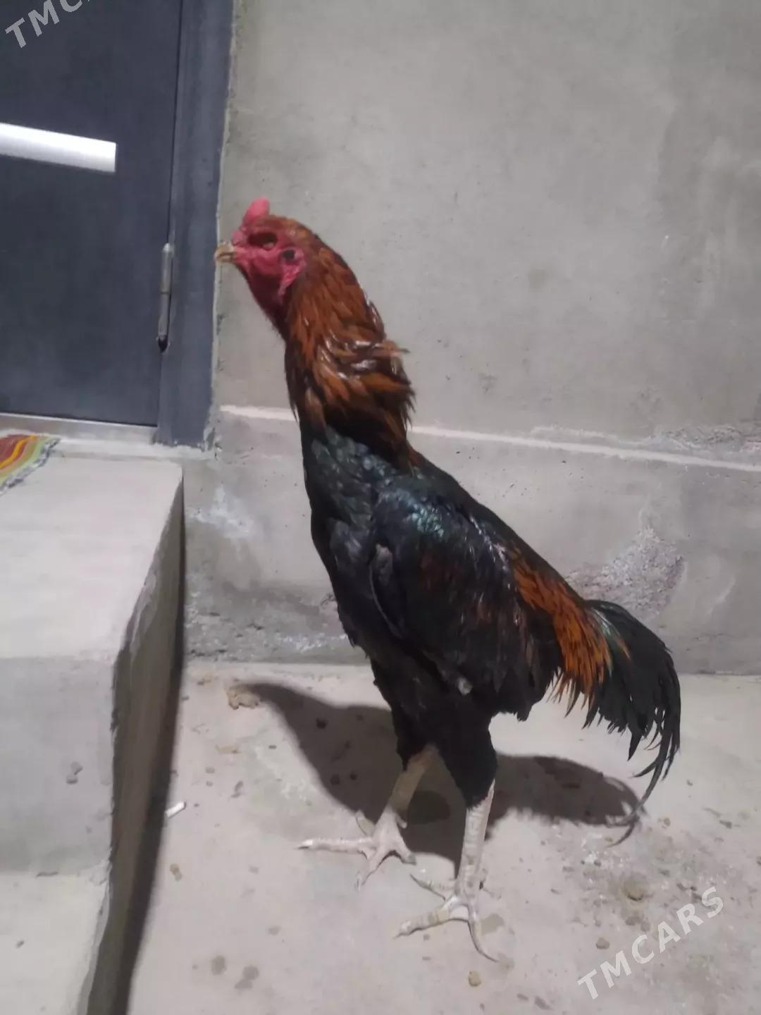 JÜJELER  - Туркменабат - img 8